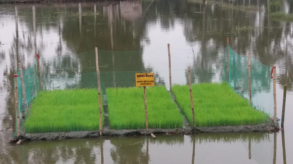 বন্যাকবলিত এলাকার জন্য ভাসমান বীজতলায় চারা তৈরি