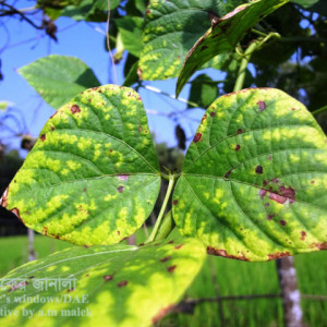 শিমের ব্যাকটেরিয়া জনিত পোড়া রোগ