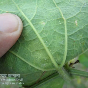 পটলের জাপ পোকা