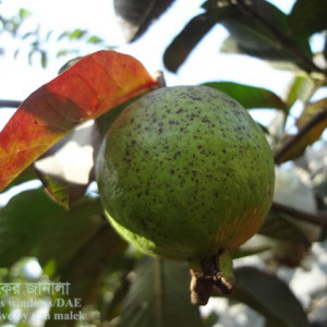 পেয়ারার ফমোপসিস ব্লাইট রোগ