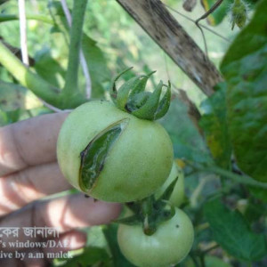 টমেটোর ফল ফেটে যাওয়া সমস্যা