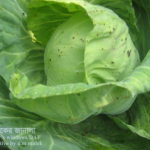 বাঁধাকপির পাতার দাগ রোগ