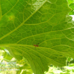 কুমড়ার মাছি পোকা