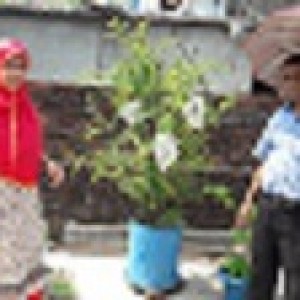 ছাদে ডালিমের ব্যাগিং