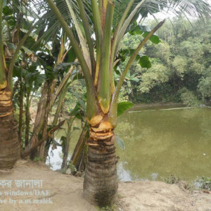 নারিকেলের গোবরে পোকা