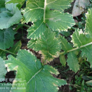 শালগমের মোজাইক রোগ