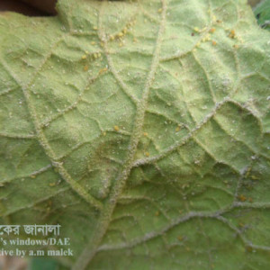 বেগুনের জাব পোকা