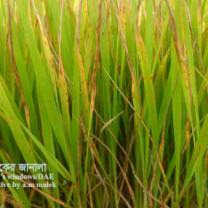 ধানের বাদামী দাগ রোগ