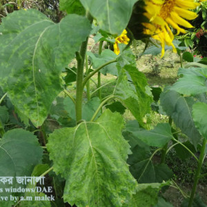সূর্যমুখীর ডাউনি মিলডিউ রোগ